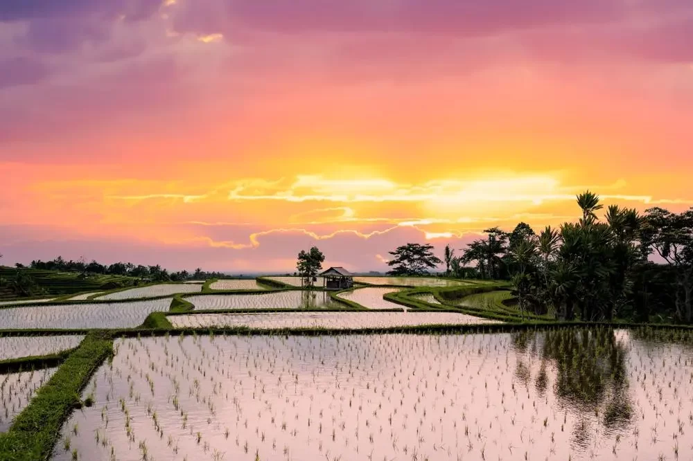 A vibrant sunrise over the Jatiluwih rice terraces in Bali, with the pink and orange sky reflecting in the flooded, contoured rice paddies.